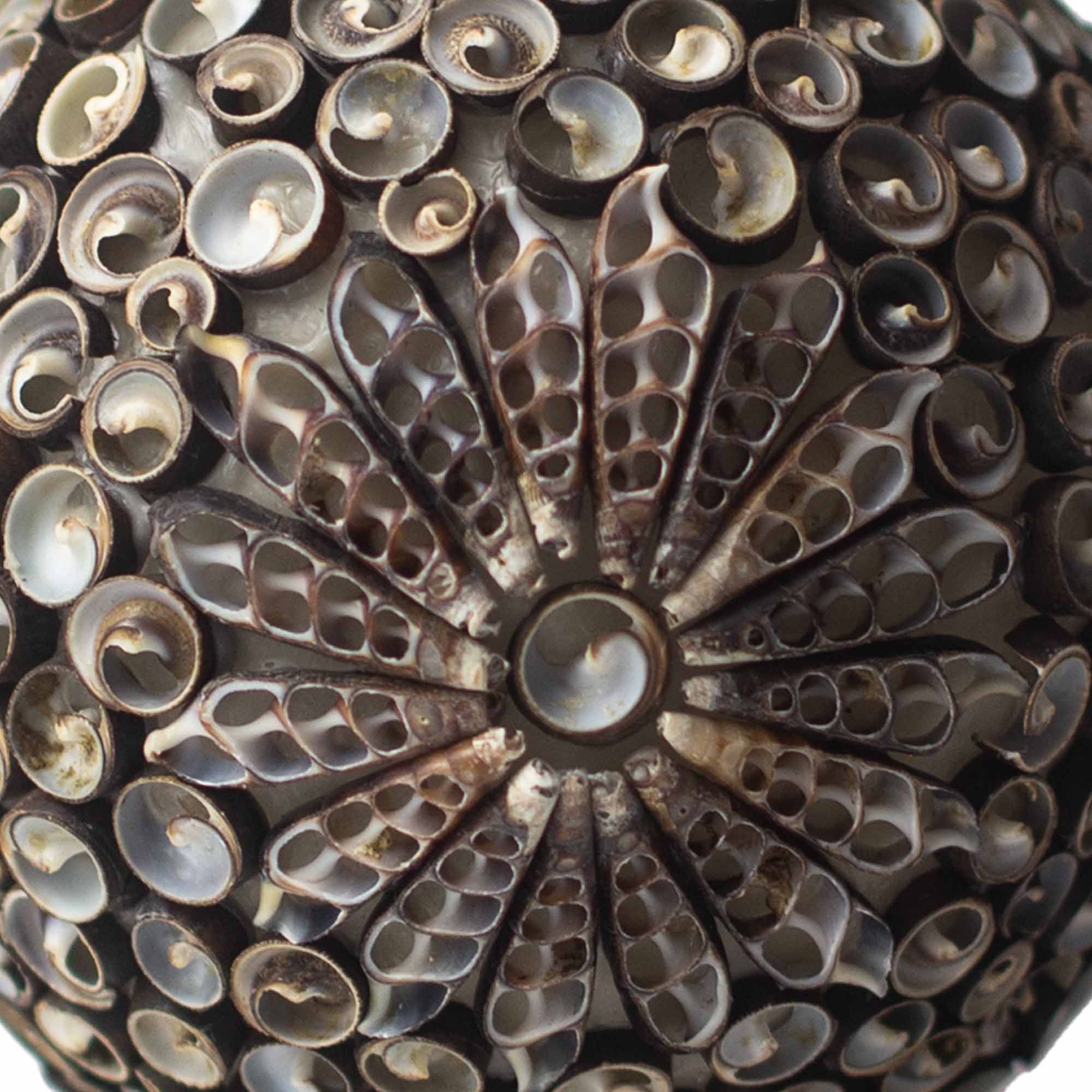 bG9jYWw6Ly9tZWRpYS8xUC82RS82MFIzMEMxRzZXUzM2RTFQLzFiOTRmOTE0LmpwZWc-1.jpg Boho Sea Shell Lamp - Chocolate Twist Oval - 20cm
