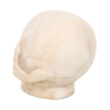 Skull Ornament with Snake